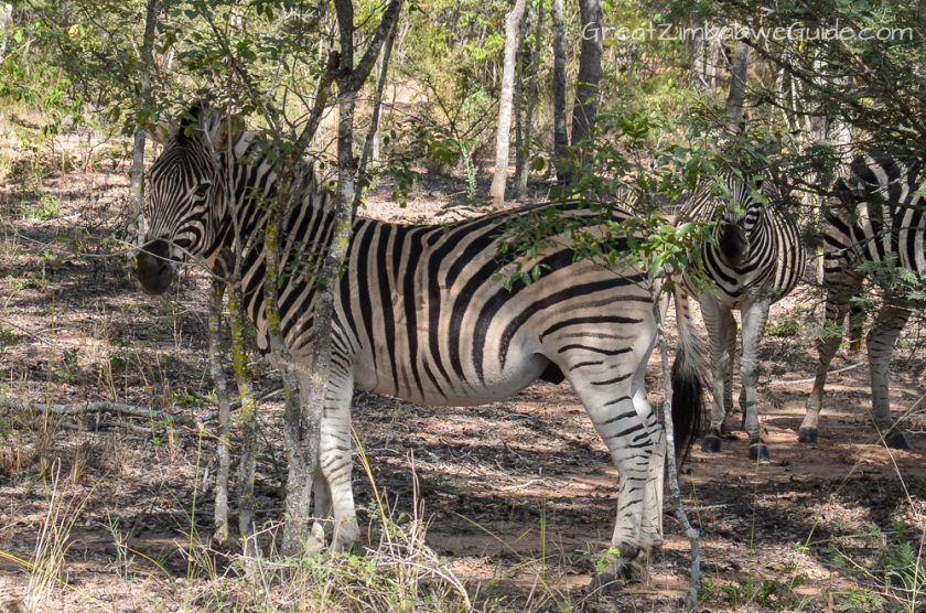 Mbizi Game Park Harare Zimbabwe Zebra