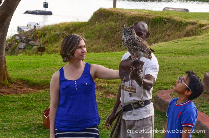 Kuimba Shiri Bird Park Harare Zimbabwe Owl