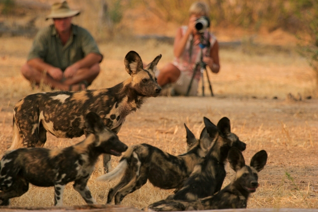A wild dog sighting with Bushlife Safaris. Copyright: www.bushlifesafaris.com
