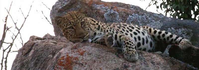 A Leopard at Big Cave Camp, Matobo National Park.