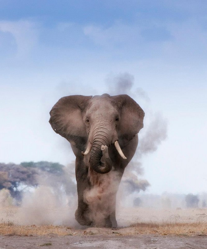 Billy Dodson Elephant
