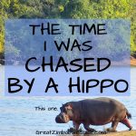 Chased by a hippo Zimbabwe Africa