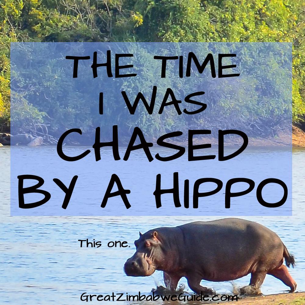 chased-by-a-hippo-zimbabwe-africa