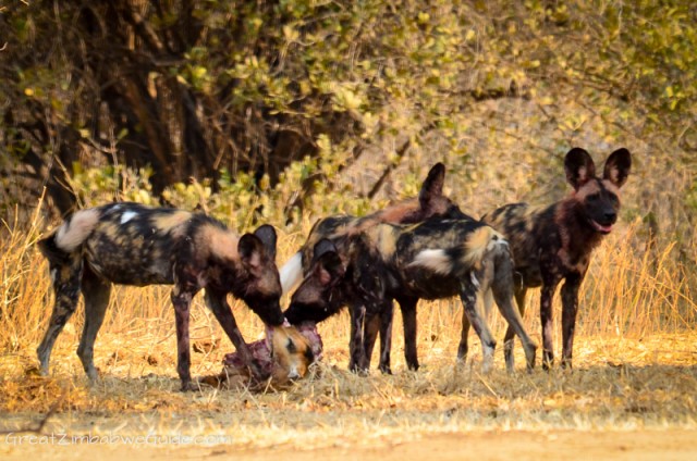 Mana Pools painted dogs 2