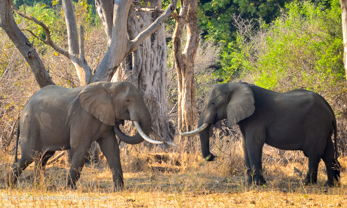Mana Pools Zimbabwe elephants