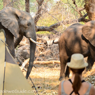 Travel journal 2013: Camping in Mana Pools