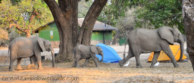Mana Pools elephant 6