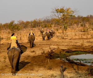 Wild Horizons elephant safari-1-3