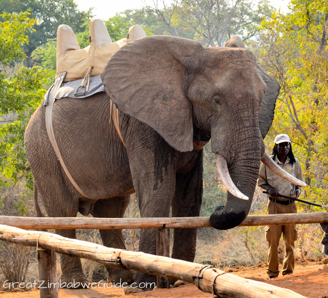 Best Vic Falls activities: 8. Have an up-close animal encounter in