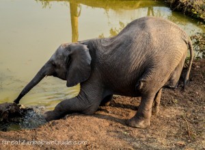 Wild Horizons elephant safari-2-2