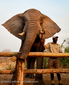 Wild Horizons elephant safari-2-3