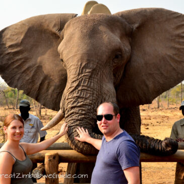 Elephant safari with Wild Horizons