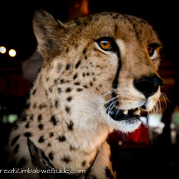 In love with Sylvester, Cheetah Ambassador