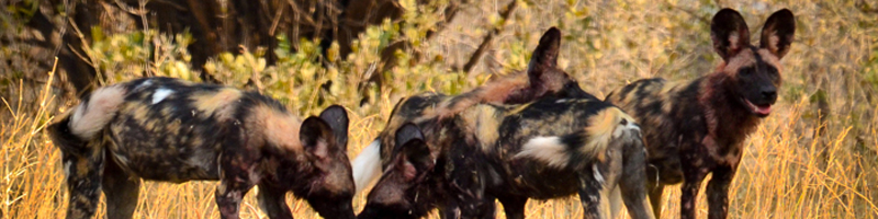 Zimbabwe wildlife hunting dog