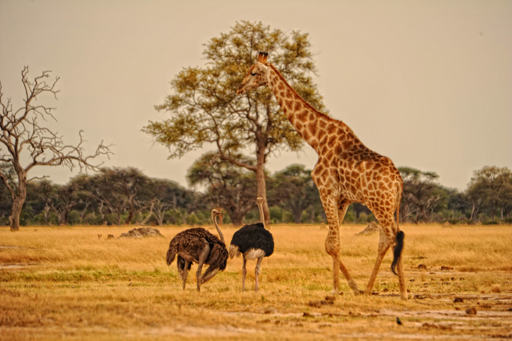 http://www.africanbushcamps.com/image-gallery/somalisa-camp-gallery/
