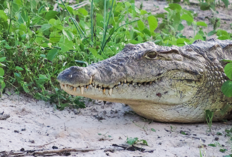 Crocodile Zimbabwe