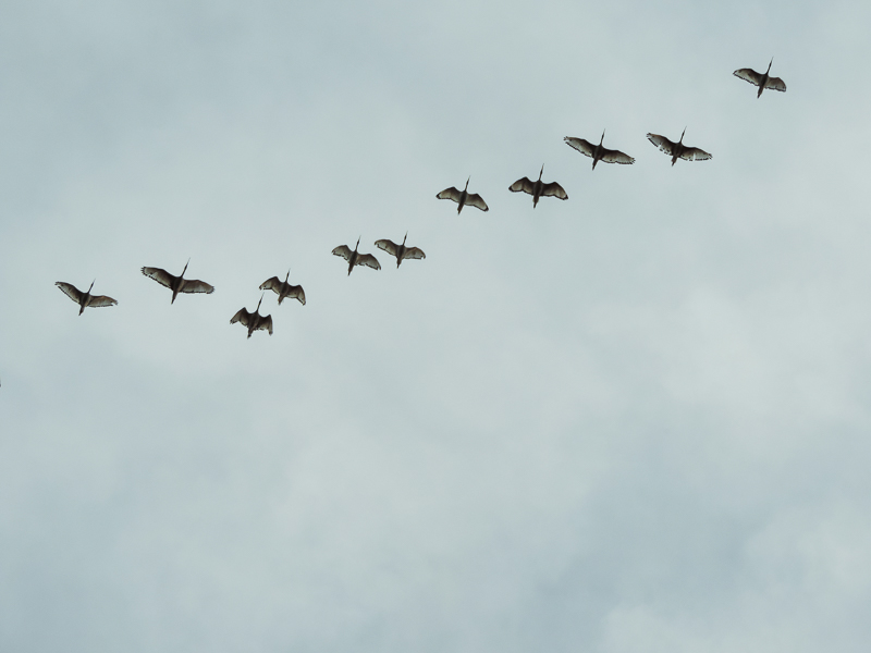 Ibis birds in flight