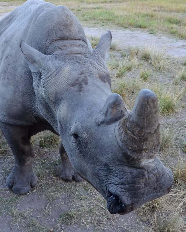 Rhino Zimbabwe