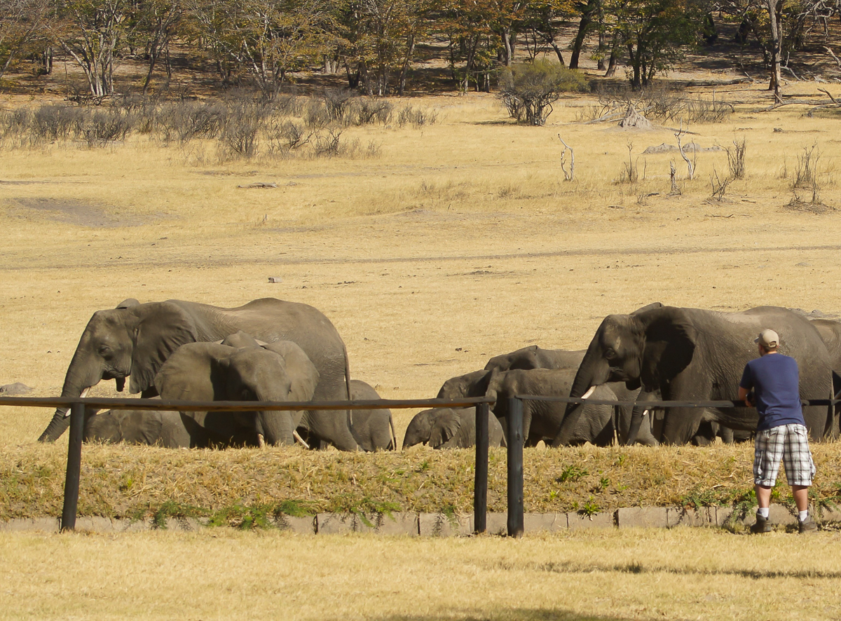 Hwange safari lodge elephants