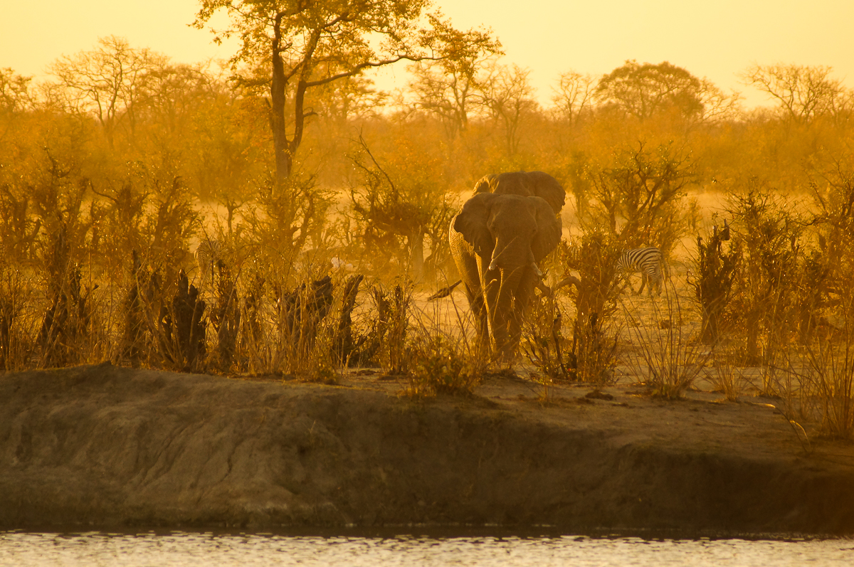 africa safari zimbabwe hwange