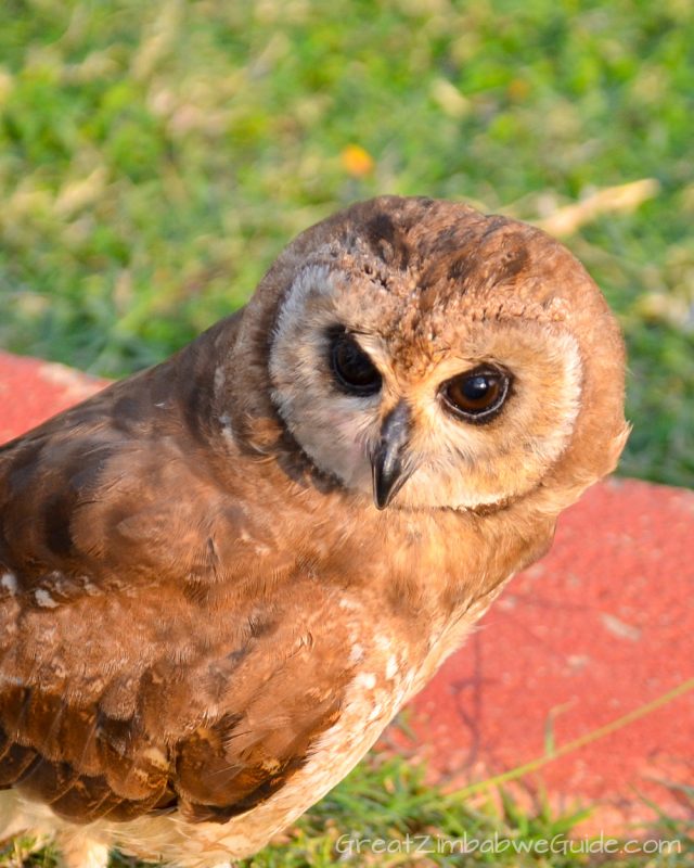 Bird Park Harare Zimbabwe Activities Owl