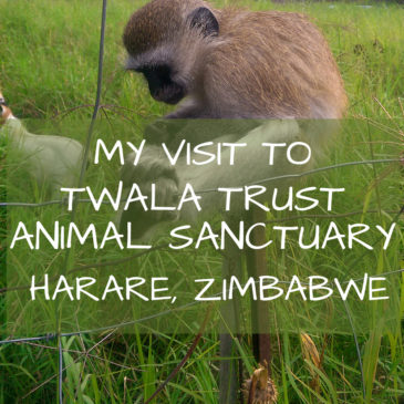 Twala Trust Animal Sanctuary: A place of laughter and love