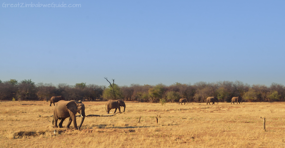 Matusadona National Park Kariba Zimbabwe Elephants 01