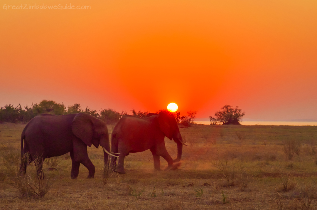 Matusadona National Park Kariba Zimbabwe Elephant