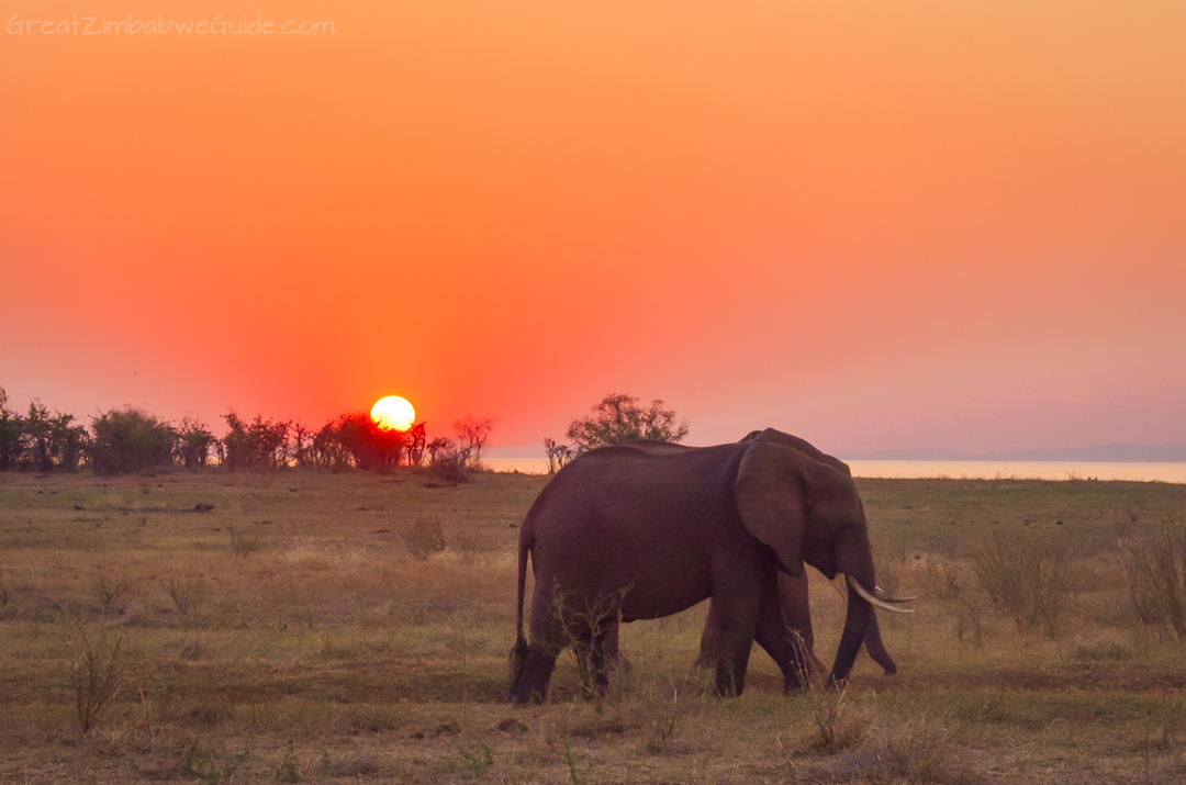 Matusadona National Park Kariba Zimbabwe Elephant