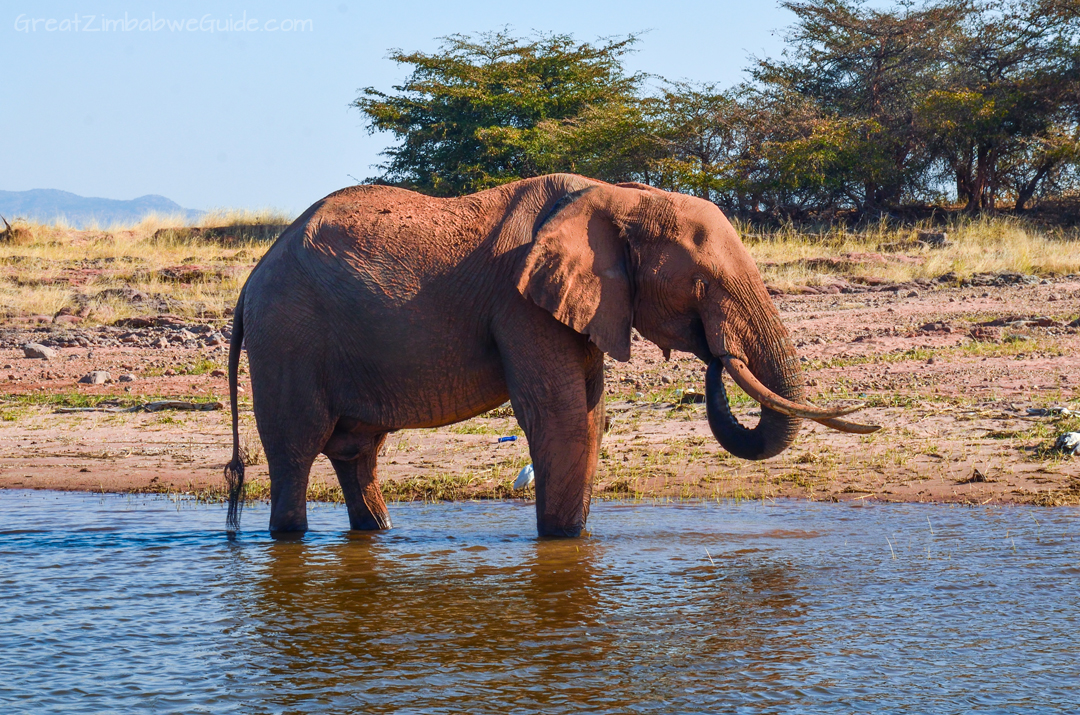 Laka Kariba Zimbabwe Elephant Game Viewing