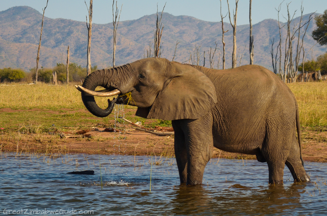 Lake Kariba Zimbabwe Elephant