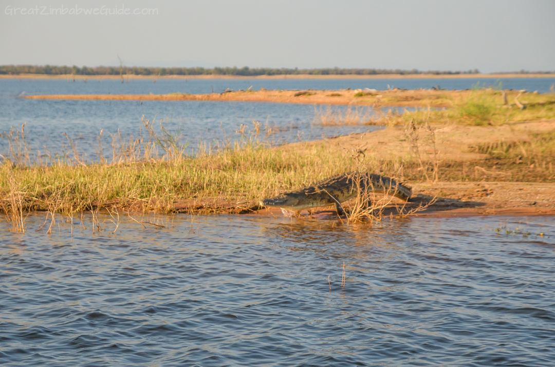 Matusadona National Park Kariba Zimbabwe Crocodile