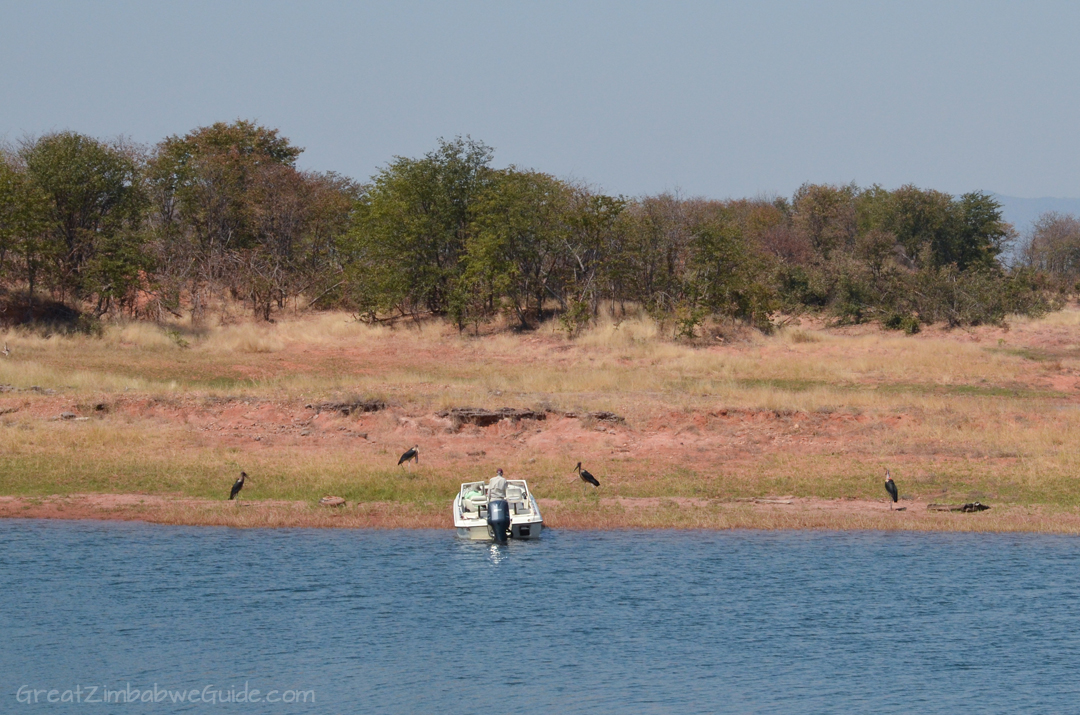 Laka Kariba Zimbabwe Hippo Bird Viewing
