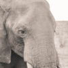 Matusadona in monochrome: photo post Great Zimbabwe Guide Wildlife Photography Kariba 13