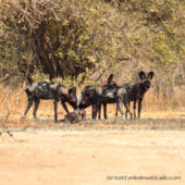 Painted wolves dogs Zimbabwe (1)