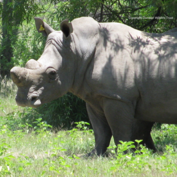 10 unexpected animals spotted around the Matobo Hills