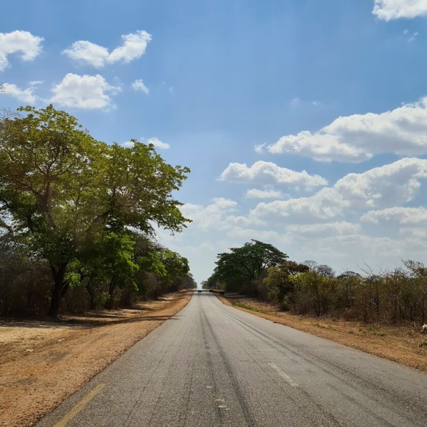 Zimbabwe cattle crossing road