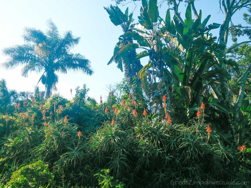 Ewanrigg-Botanical-Gardens-Harare-Zimbabwe-Aloes-02