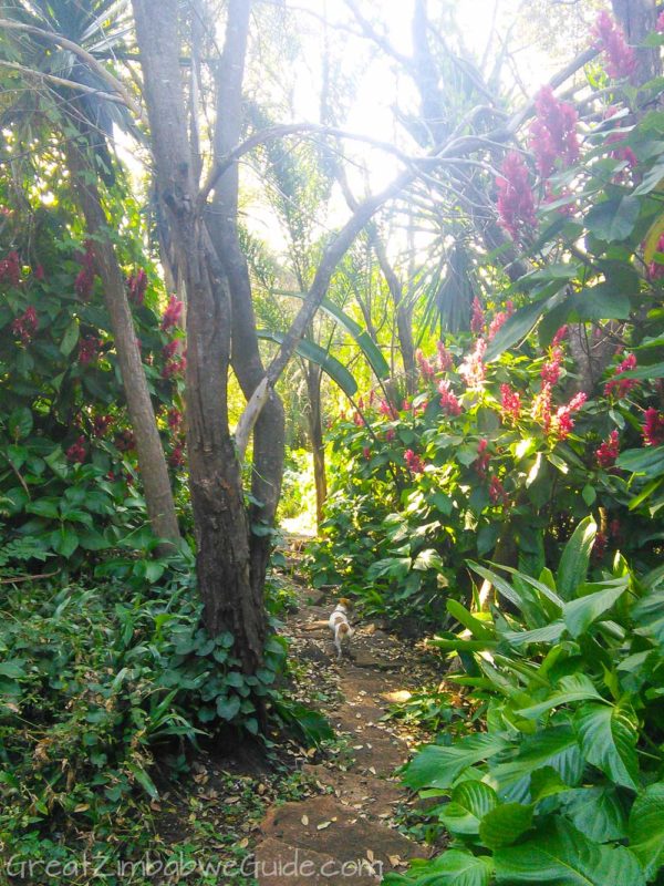 Ewanrigg-Botanical-Gardens-Harare-Zimbabwe-Aloes