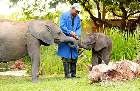 Wild is Life Harare Zimbabwe