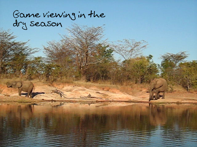 Elephants in the dry season. Please credit GreatZimbabweGuide.com