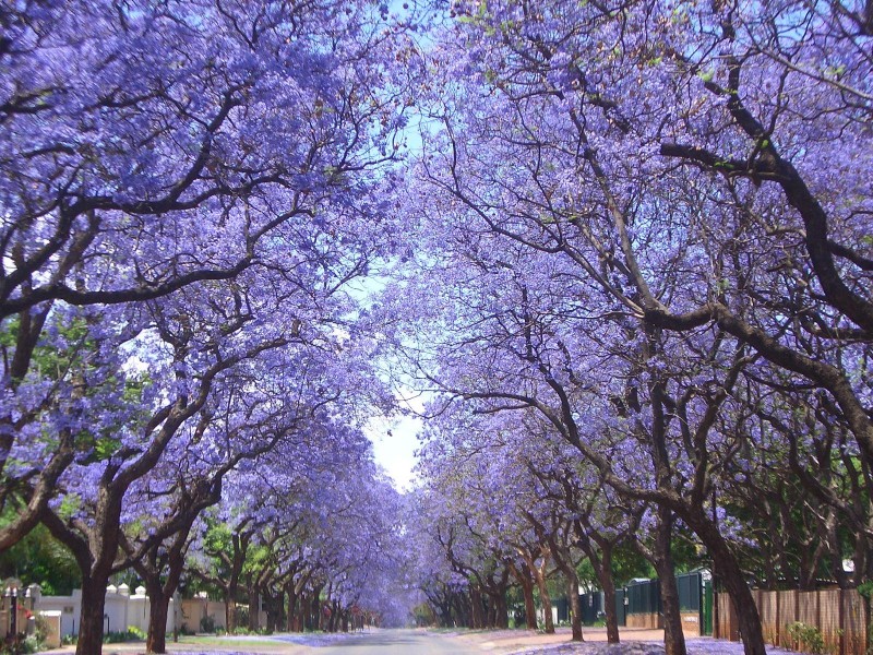 Jacarandas. Source: RedJBishop Jacarandas. Source: RedJBishop