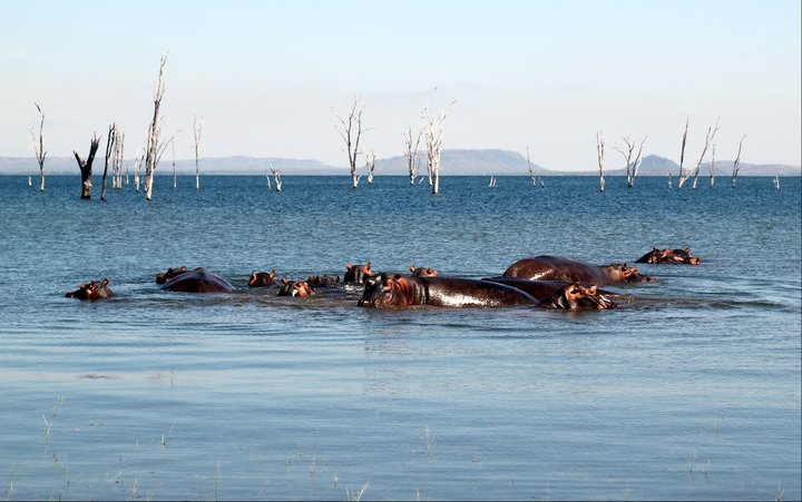 A pod of hippos in Lake Kariba. Photo: Fred Larsson