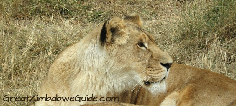 Lion - GreatZimbabweGuide.com