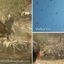 Vultures feeding Victoria Falls Zimbabwe greatzimbabweguide