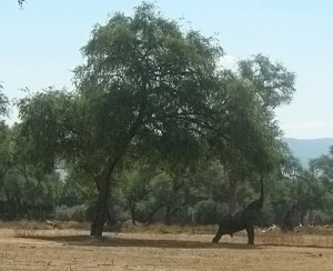 Mana Pools elephant