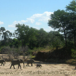 Mana Pools elephant crossing