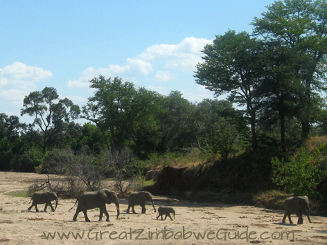 Mana Pools elephant crossing