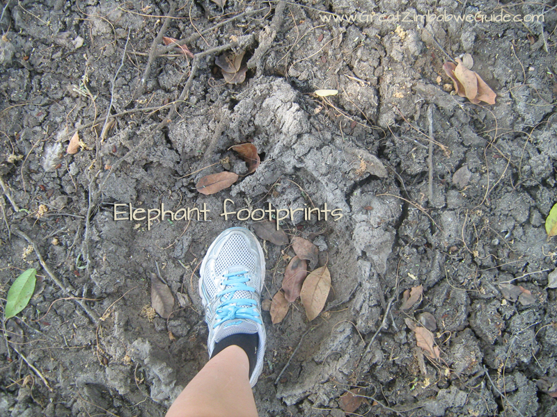 Mana pools elephant print