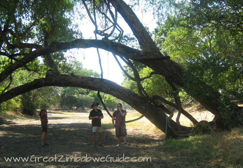 Mana pools tree